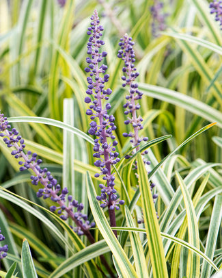 Liriope bare roots (lilyturf)