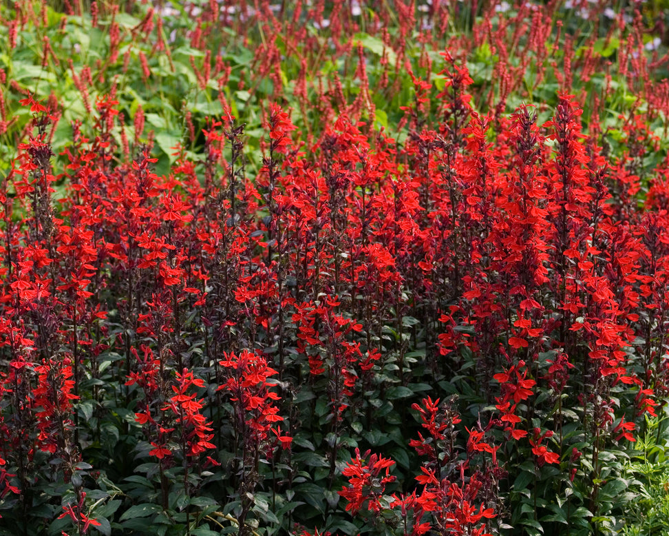 Lobelia 'Fan Scarlet'