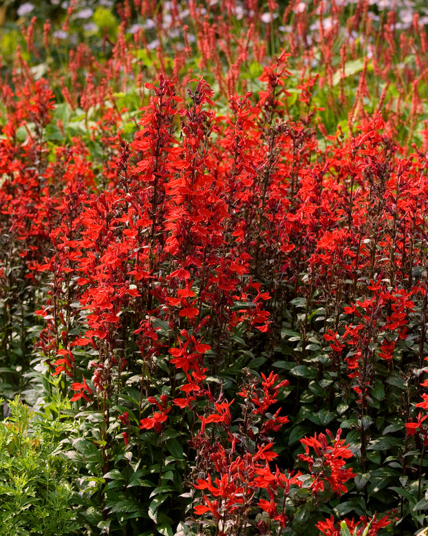 Lobelia 'Fan Scarlet'