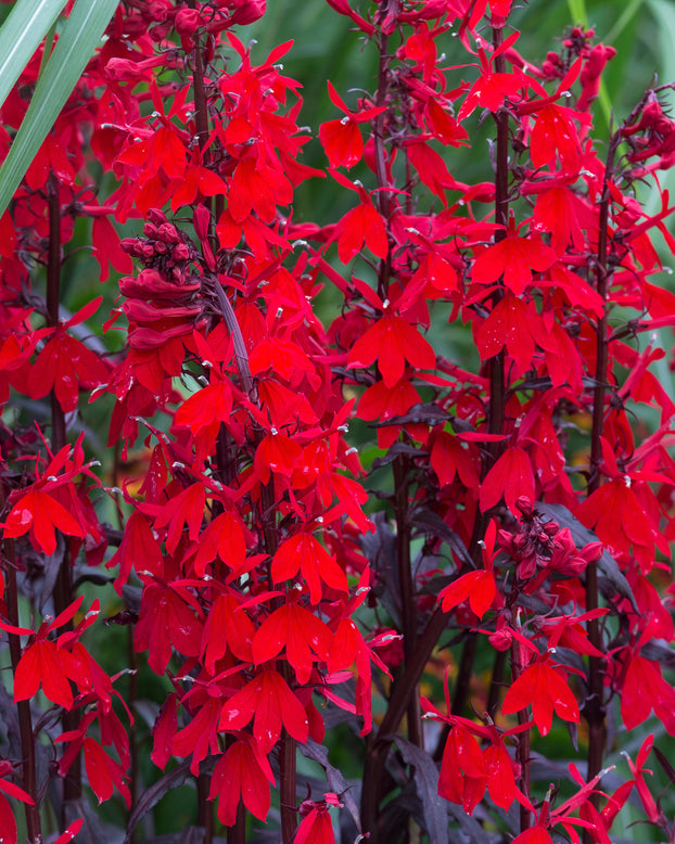 Lobelia 'Fan Scarlet'