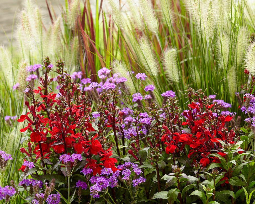 Lobelia 'Fan Scarlet'