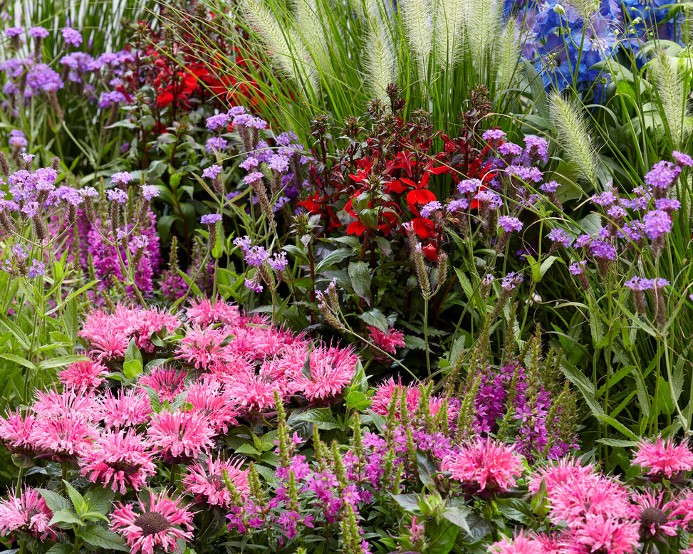 Lobelia 'Fan Scarlet'