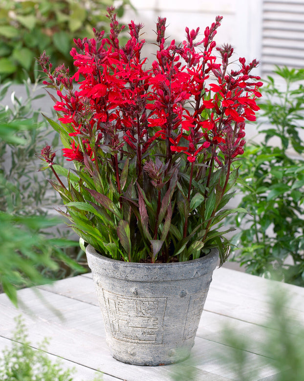 Lobelia 'Fan Scarlet'