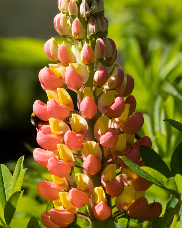 Lupinus 'Gladiator'