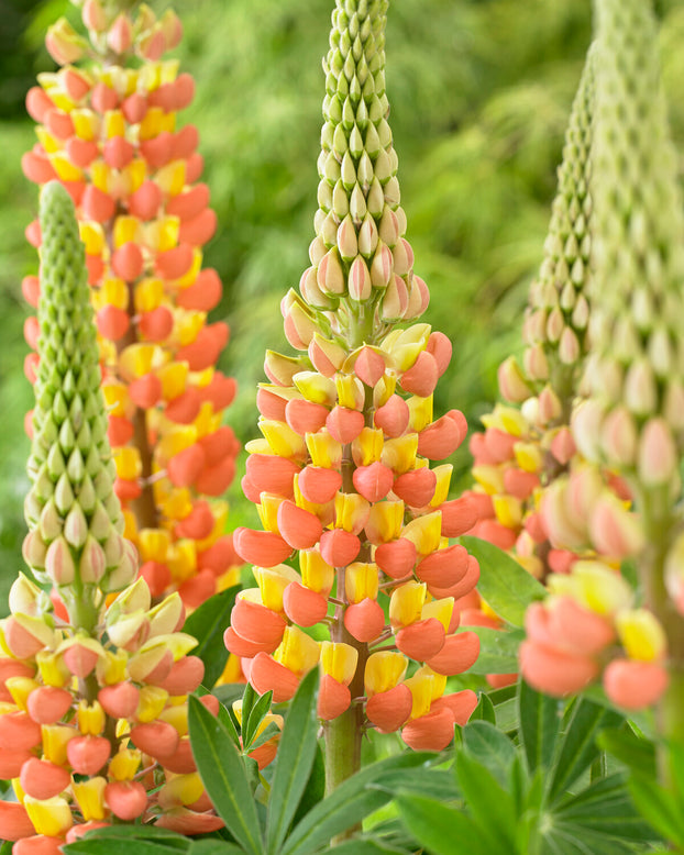 Lupinus 'Gladiator'