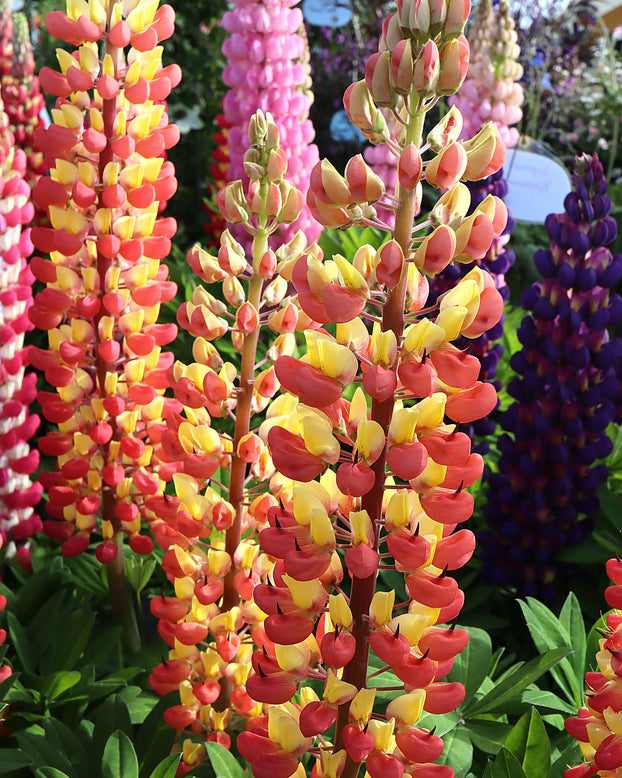 Lupinus 'Gladiator'