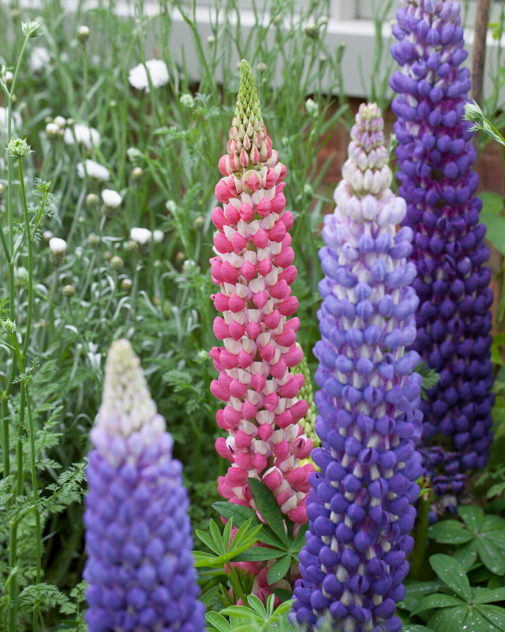 Lupinus 'Rachel de Thame' bare roots — Buy pink/white lupins (lupines ...