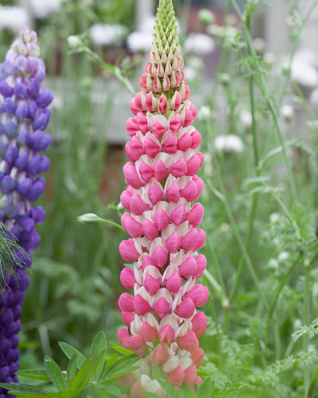 Lupinus 'Rachel de Thame'