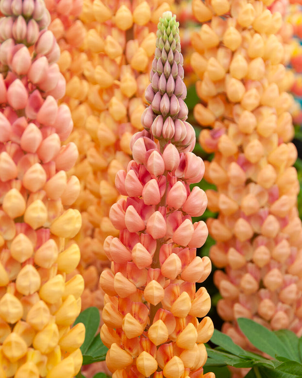 Lupinus 'Salmon Star'