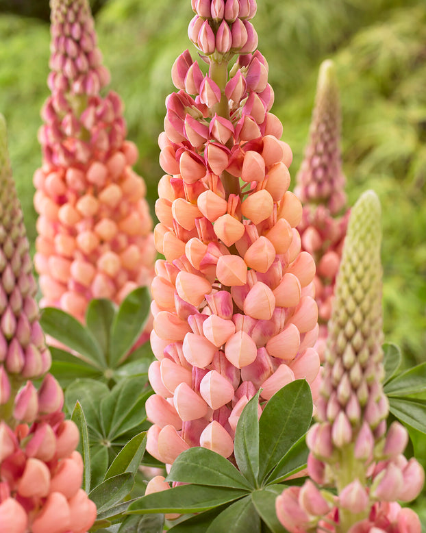 Lupinus 'Salmon Star'