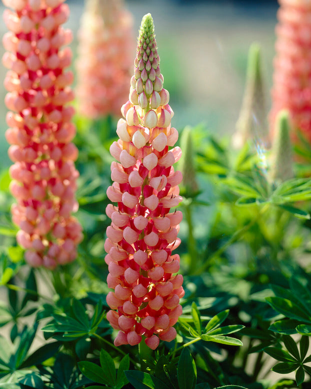 Lupinus 'Salmon Star'