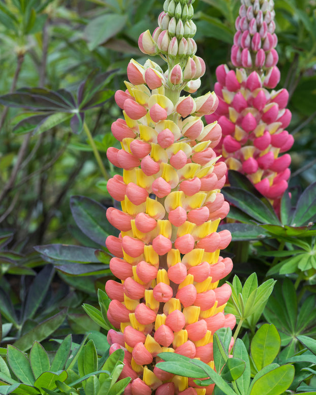 Lupinus 'Tequila Flame'