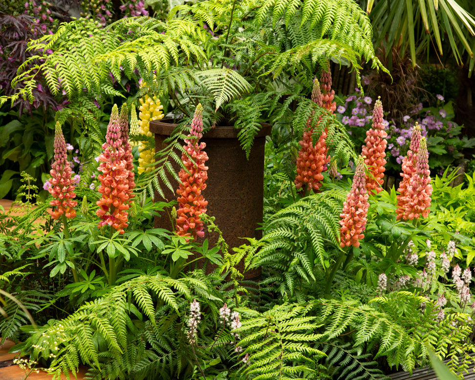 Lupinus 'Towering Inferno'