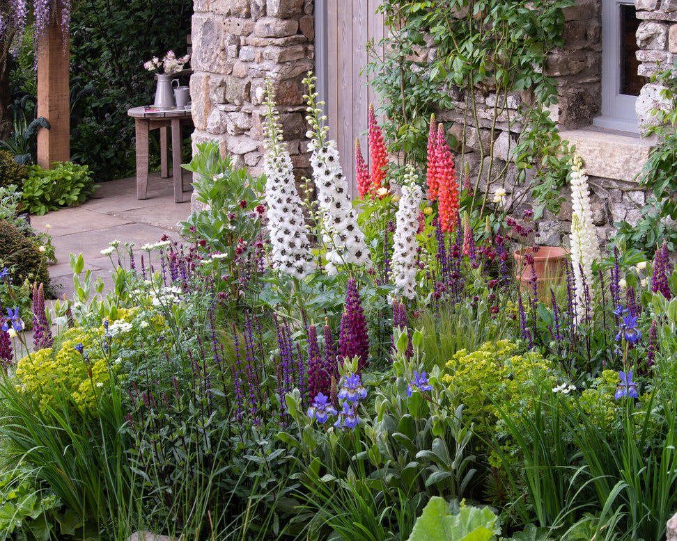 Lupinus 'Towering Inferno'