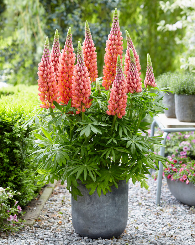 Lupinus 'Towering Inferno'