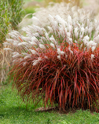 Miscanthus 'Lady in Red'