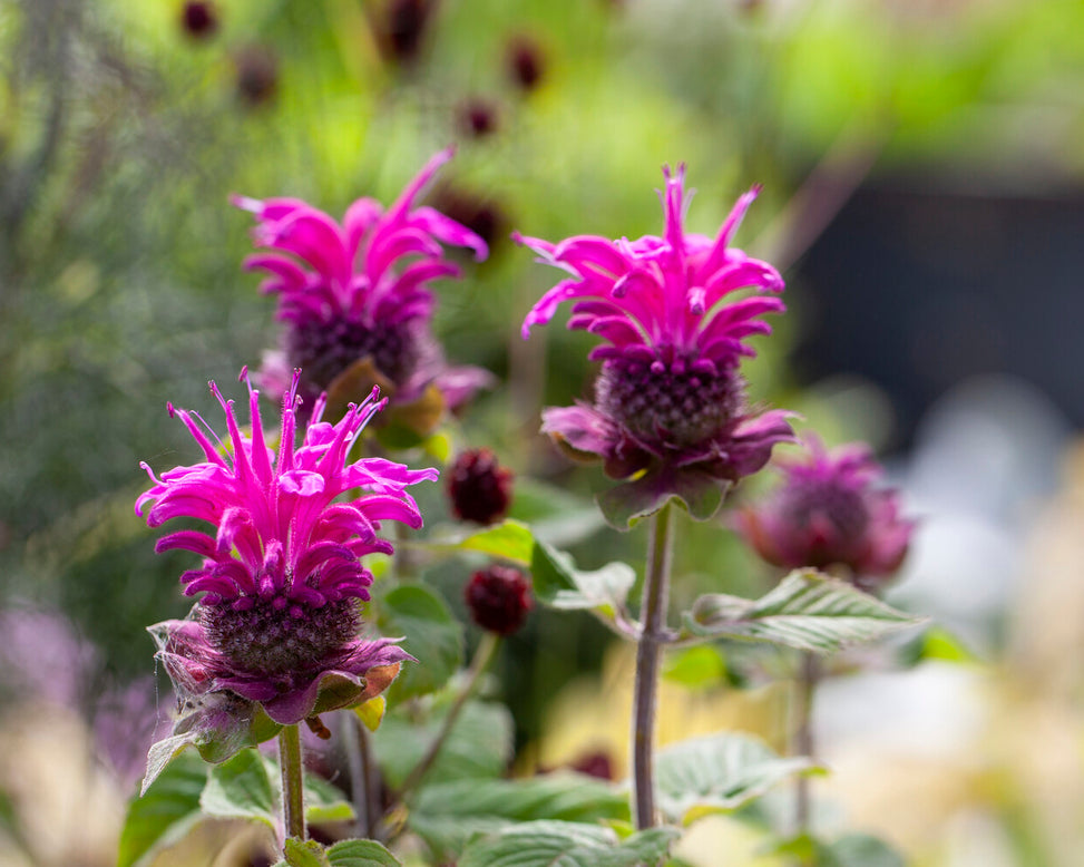 Monarda 'Bee-Free'