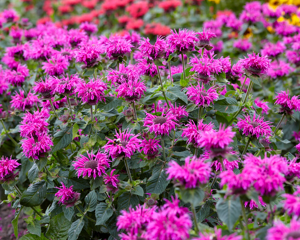 Monarda 'Bee-Free'