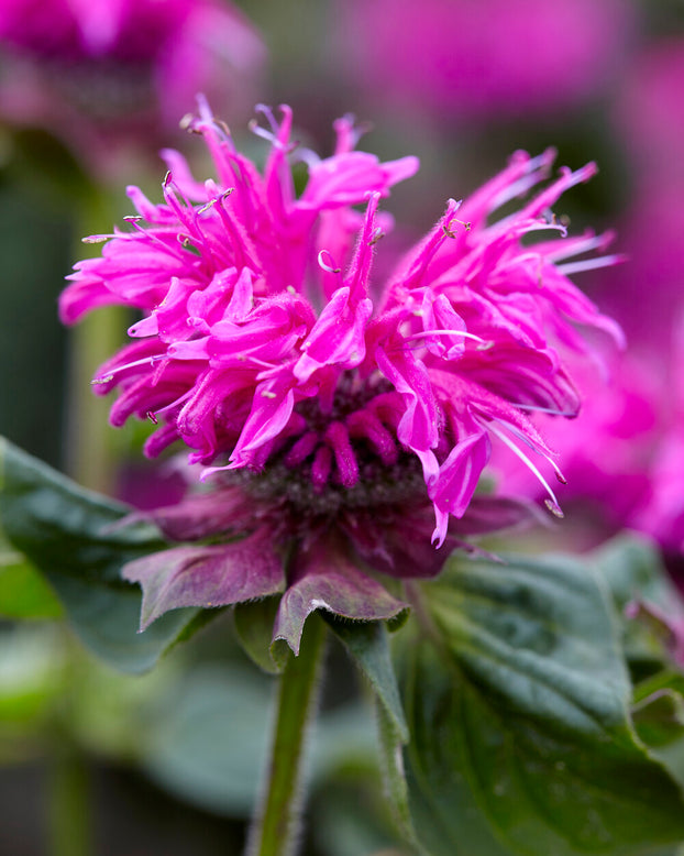 Monarda 'Bee-Free'