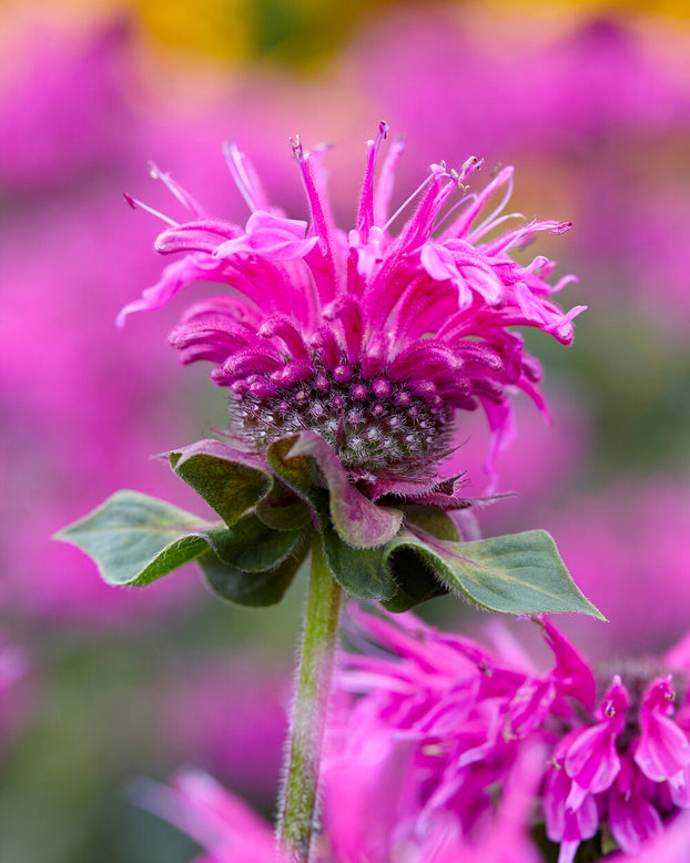 Monarda 'Bee-Free'