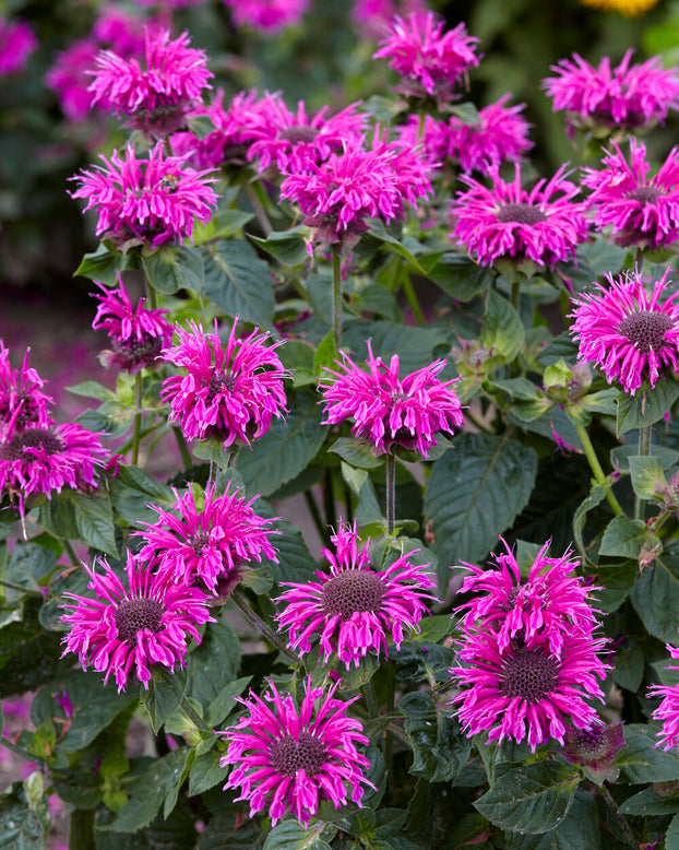 Monarda 'Bee-Free'