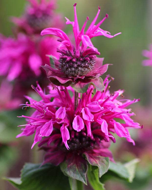 Monarda 'Bee-Free'