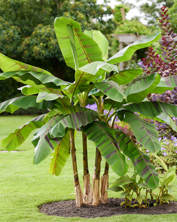 Musa 'Ever Red'