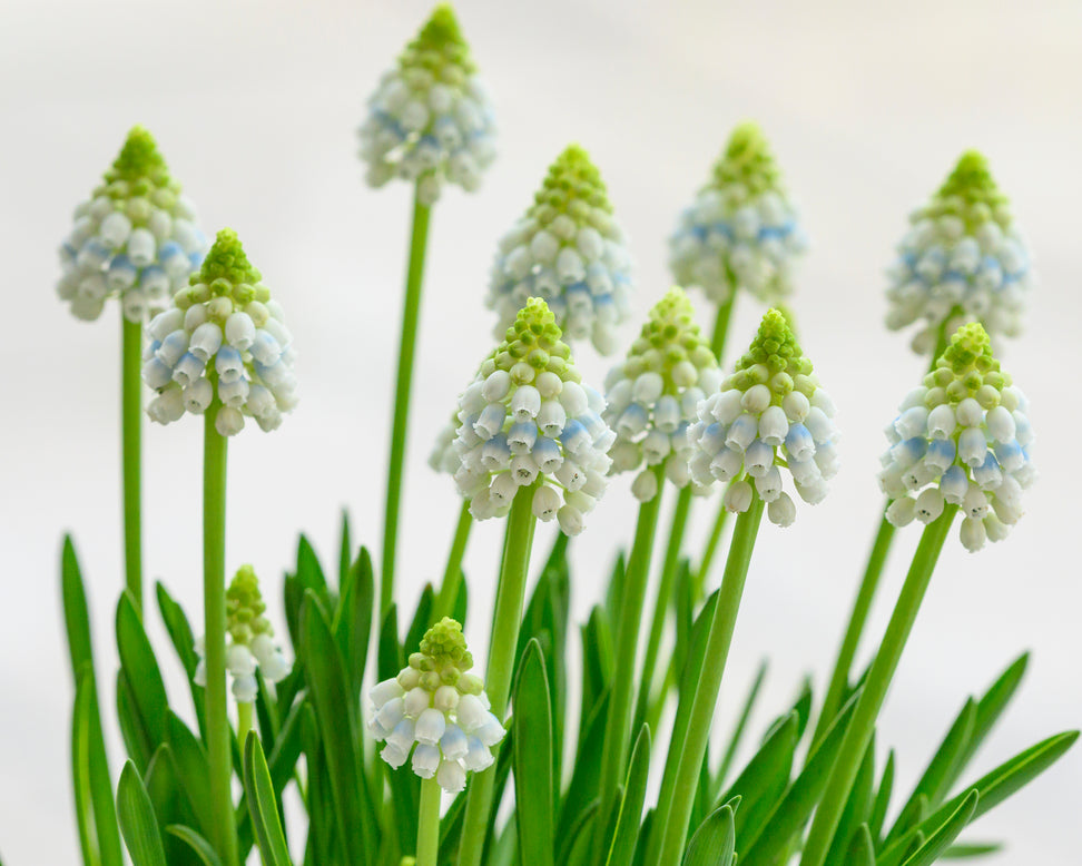 Muscari 'Alaska'