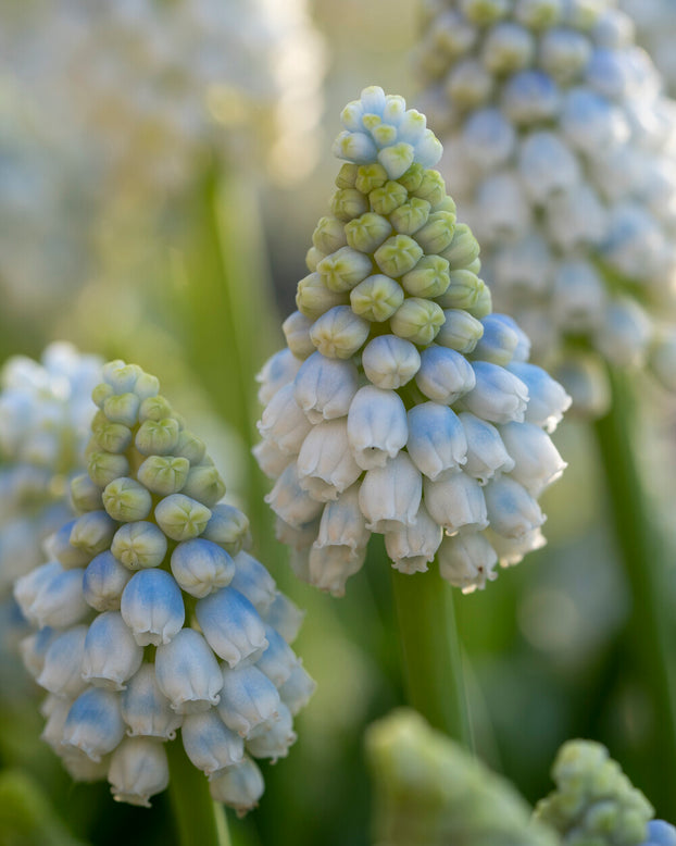 Muscari 'Alaska'