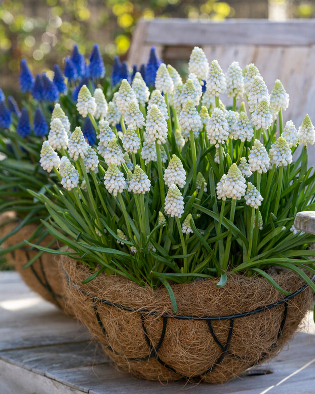 Muscari 'Alaska'