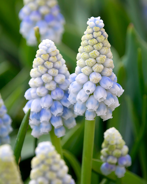 Muscari 'Alaska'