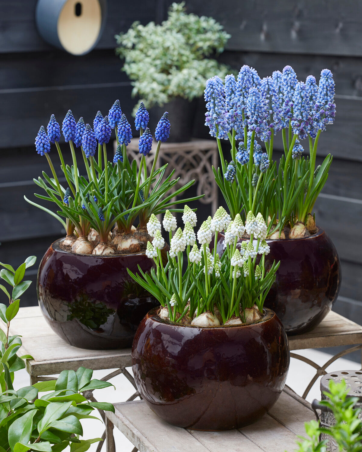 Muscari 'Alaska' bulbs — Buy soft blue grape hyacinths online at Farmer ...