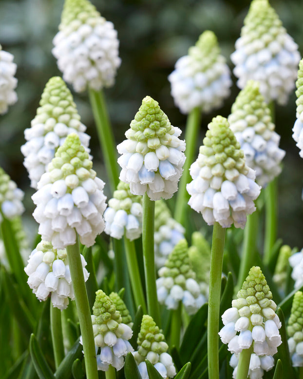 Muscari 'Alaska'