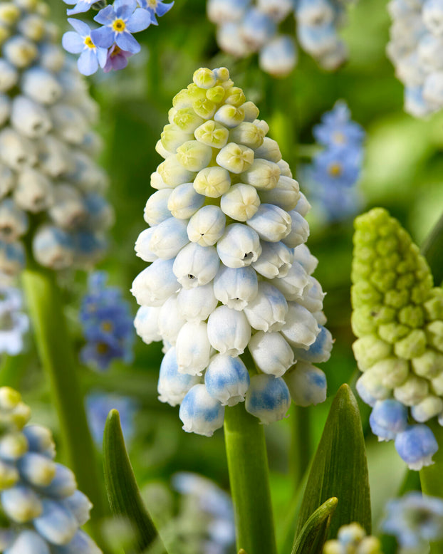 Muscari 'Alaska'