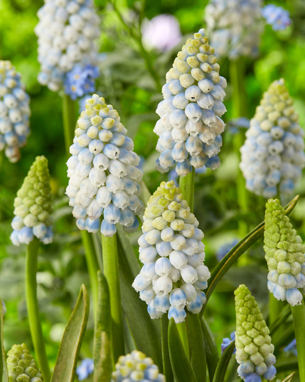 Muscari 'Alaska'