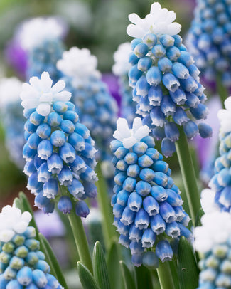 Muscari 'Mount Hood'