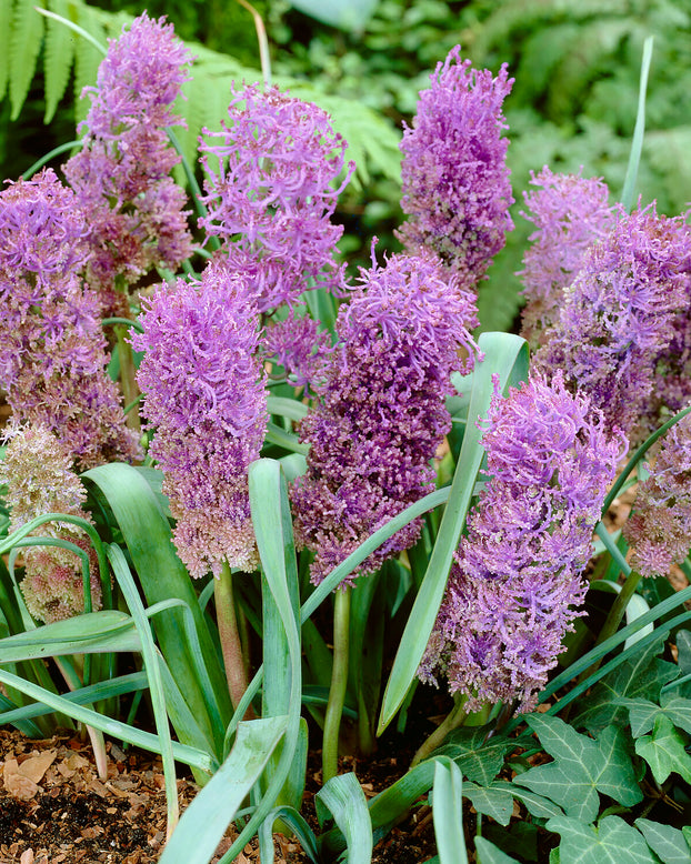 Muscari 'Plumosum'