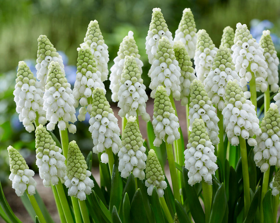 Muscari 'White Pearl'