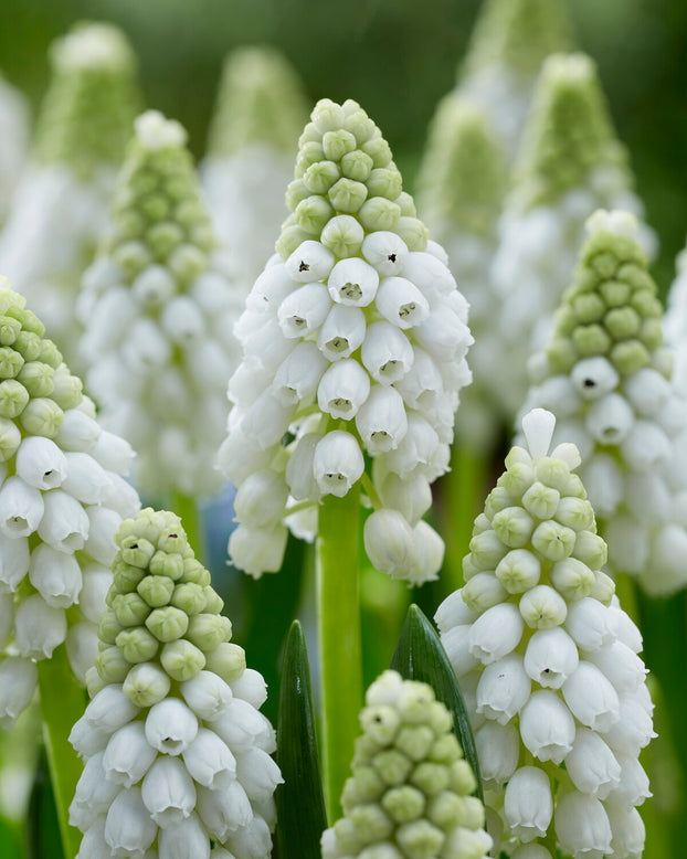 Muscari 'White Pearl'