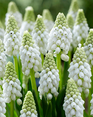 Muscari 'White Pearl'