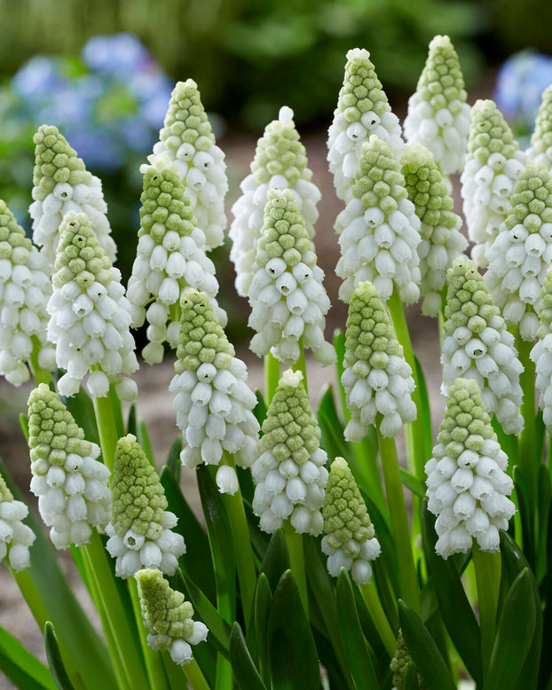 Muscari 'White Pearl'