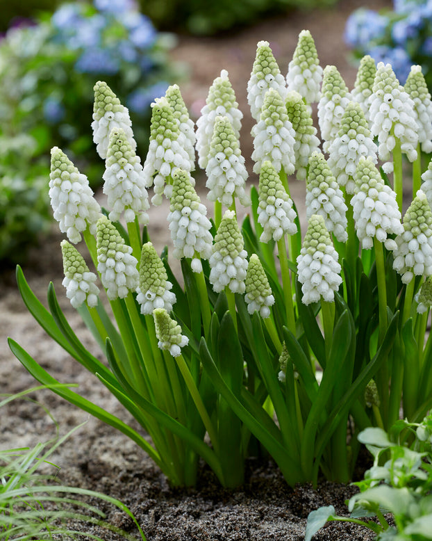 Muscari 'White Pearl'