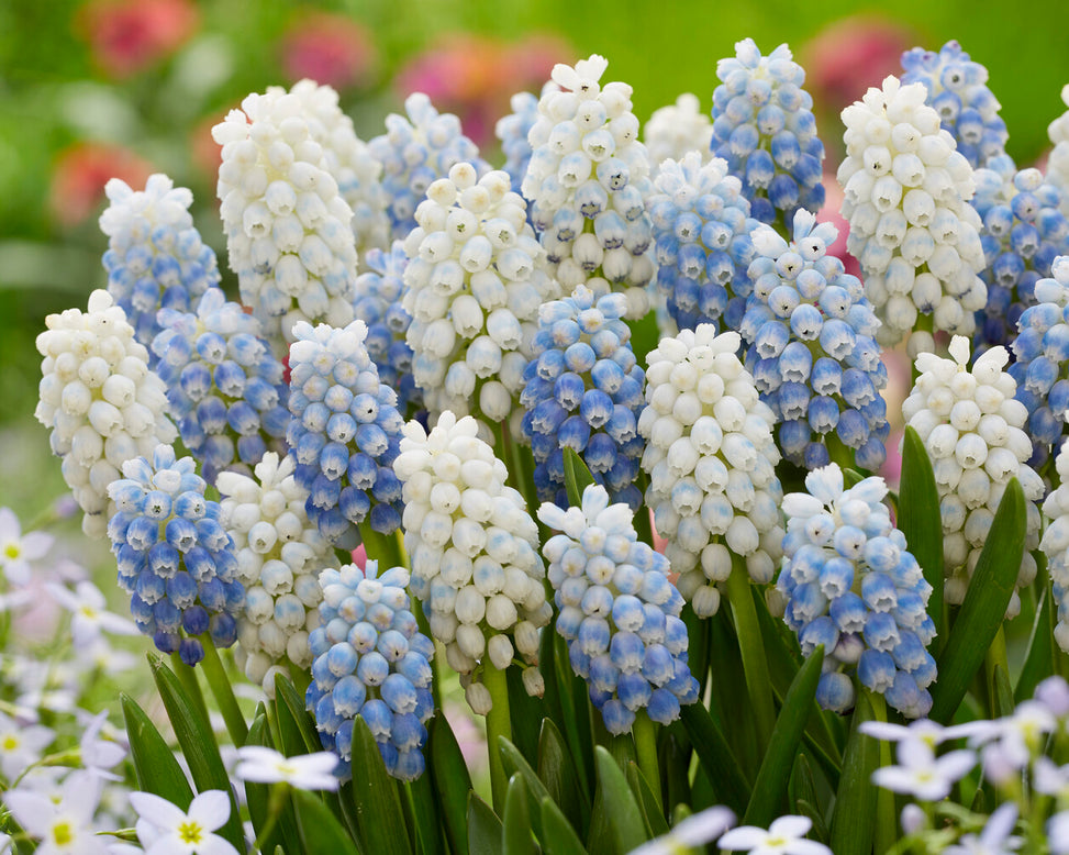 Muscari 'White Pearl'