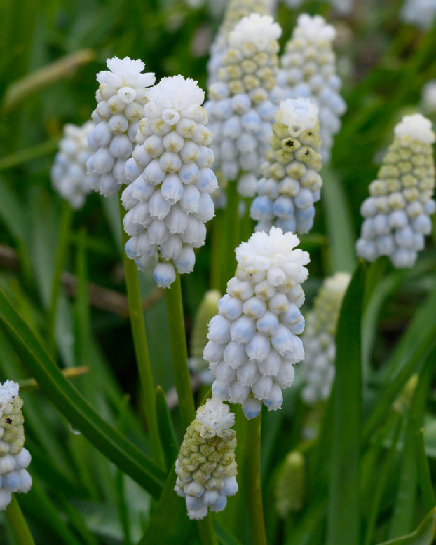 Muscari 'White Pearl'