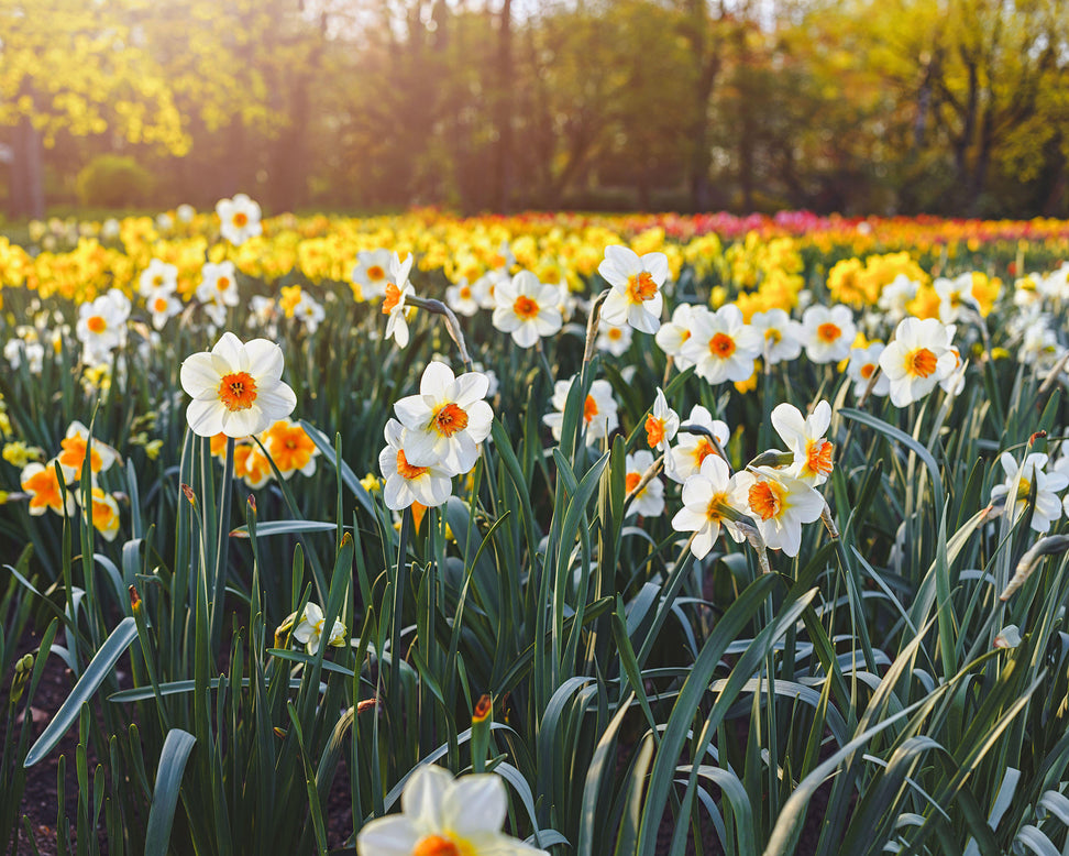 Narcissus 'Barrett Browning'