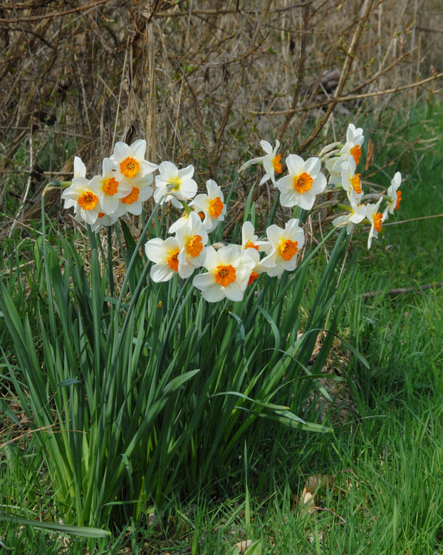 Narcissus 'Barrett Browning'