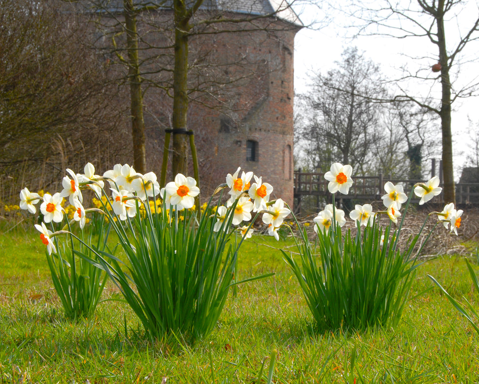 Narcissus 'Barrett Browning'