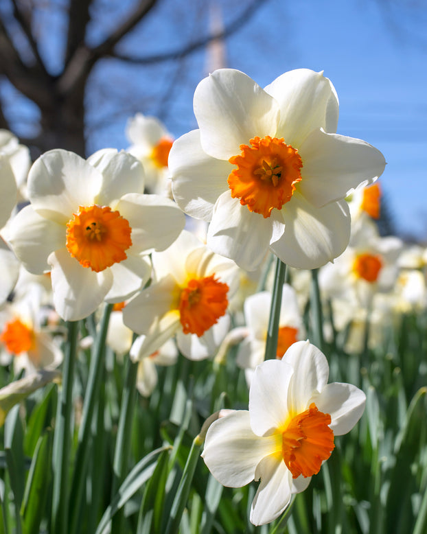 Narcissus 'Barrett Browning'