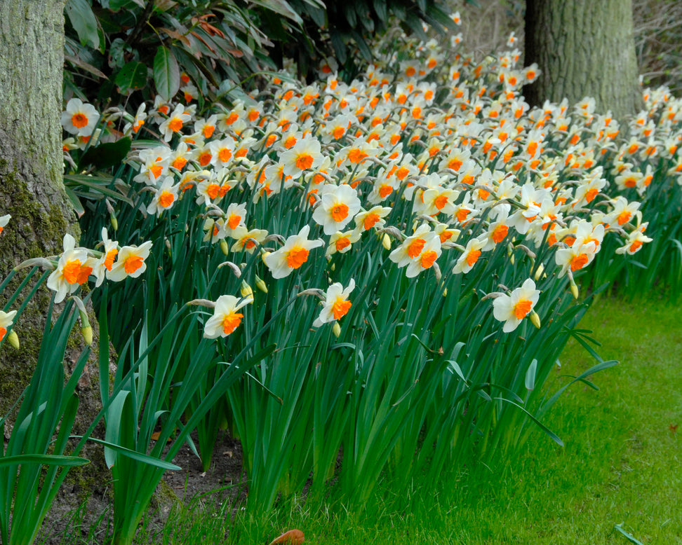 Narcissus 'Barrett Browning'