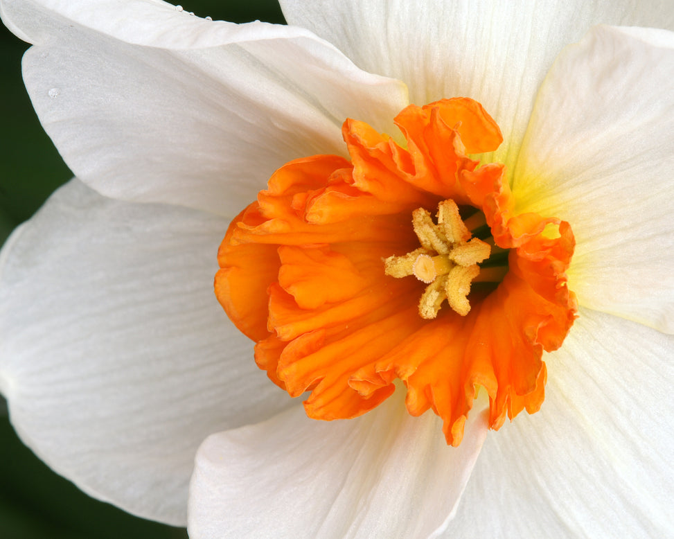 Narcissus 'Barrett Browning'